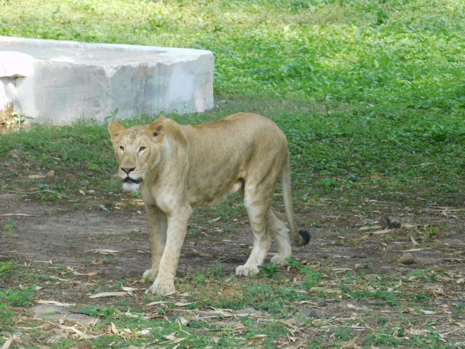 lioness death in kanan pendari