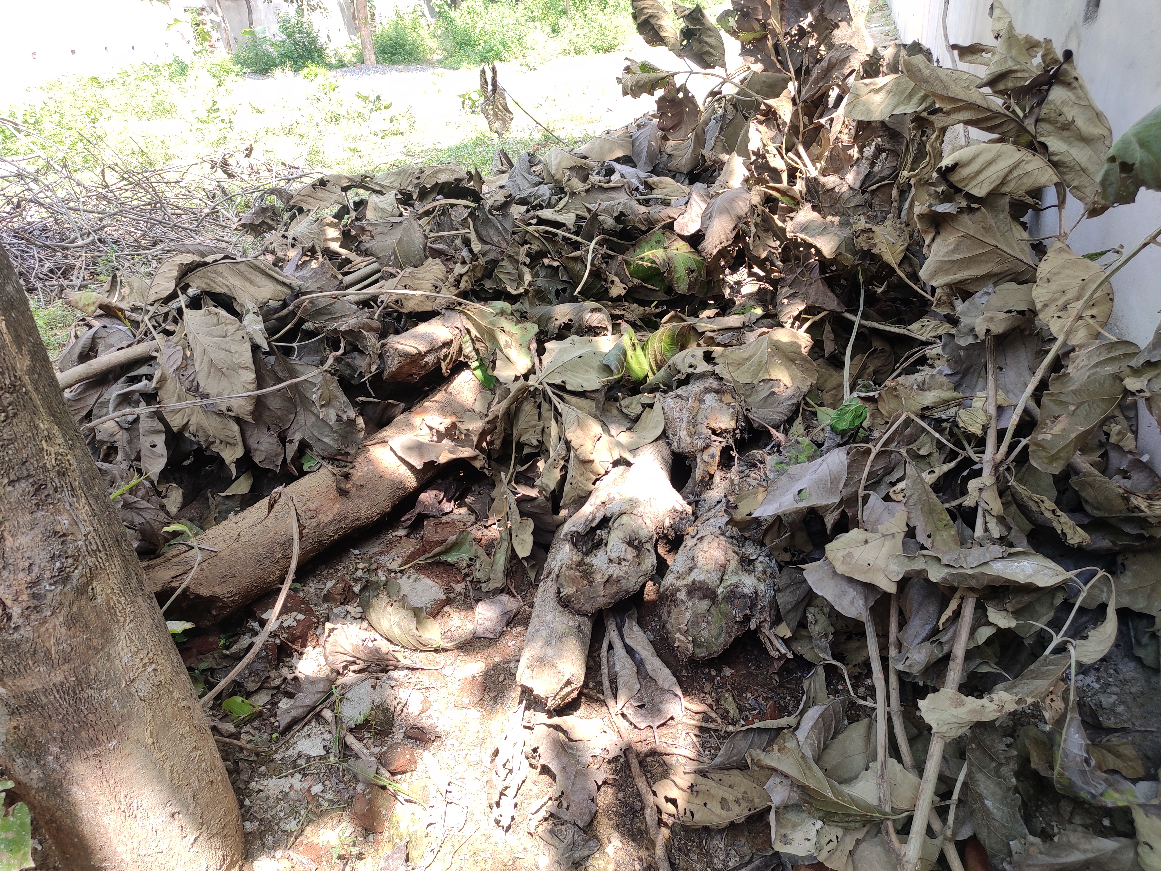 Illegal wood seized from rice mill operator IN BILASPUR