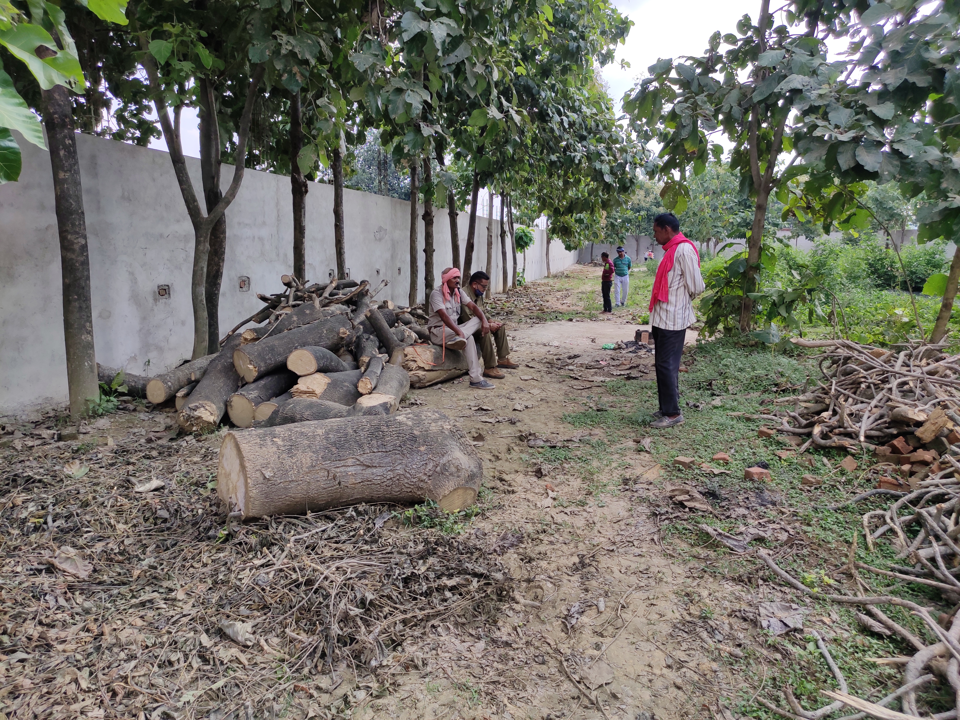 Illegal wood seized from rice mill operator IN BILASPUR