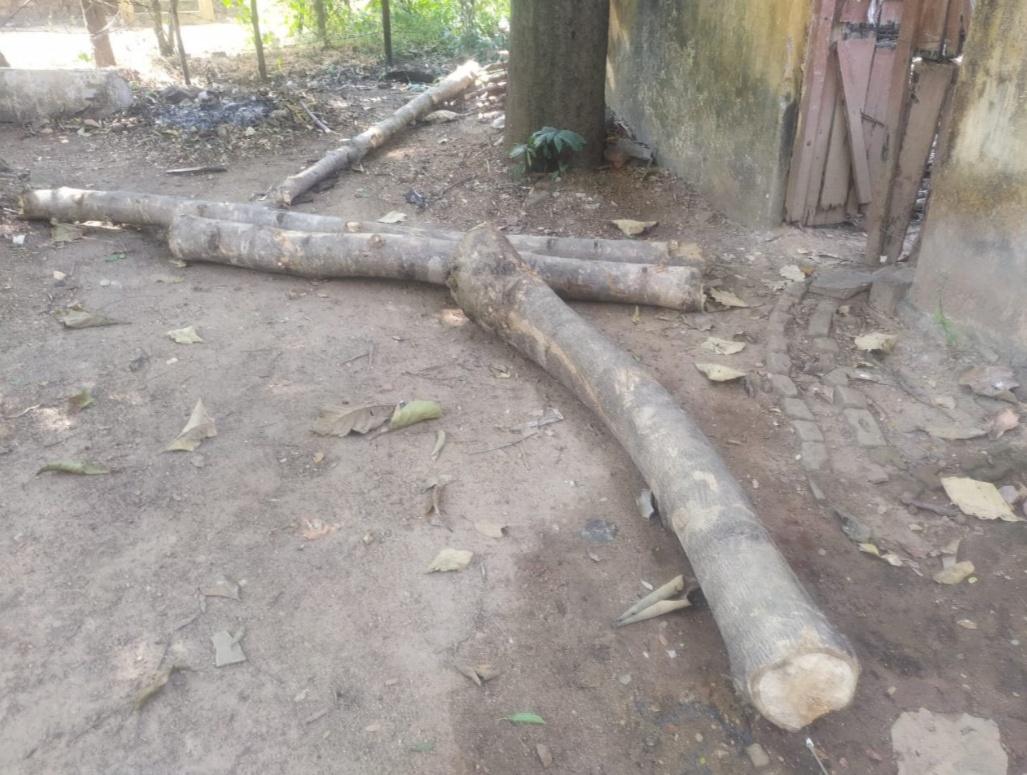 Two accused arrested for smuggling illegal timber from forest in bilaspur