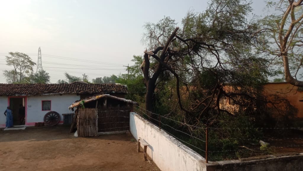 Trees broken by storm