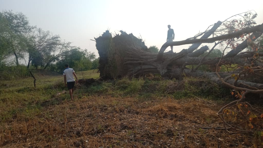 Electric poles uprooted and tree broken by storm