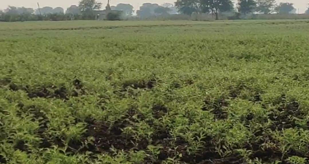 paddy purchasing is stopped due to rain in bemetara