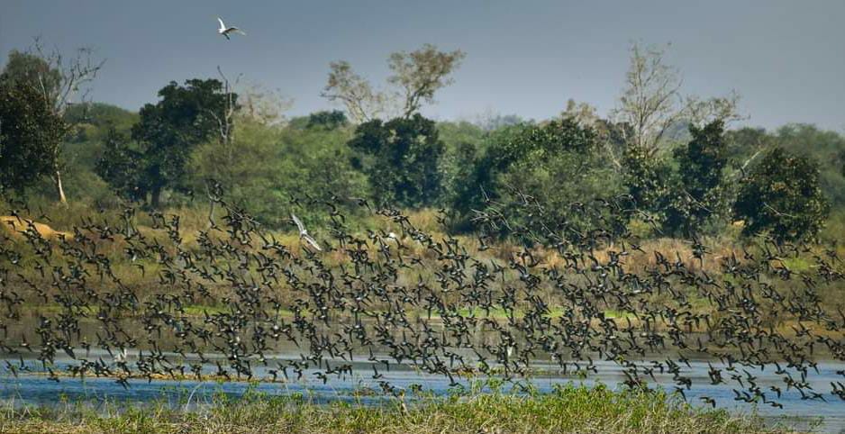 Bird Festival