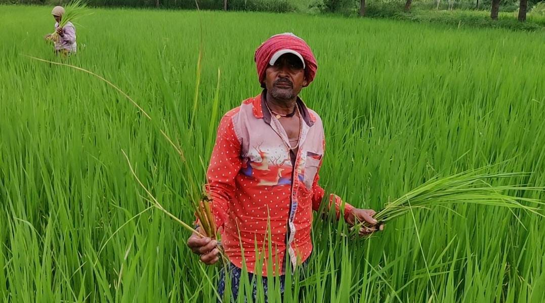 paddy crop spoiled in bemetara