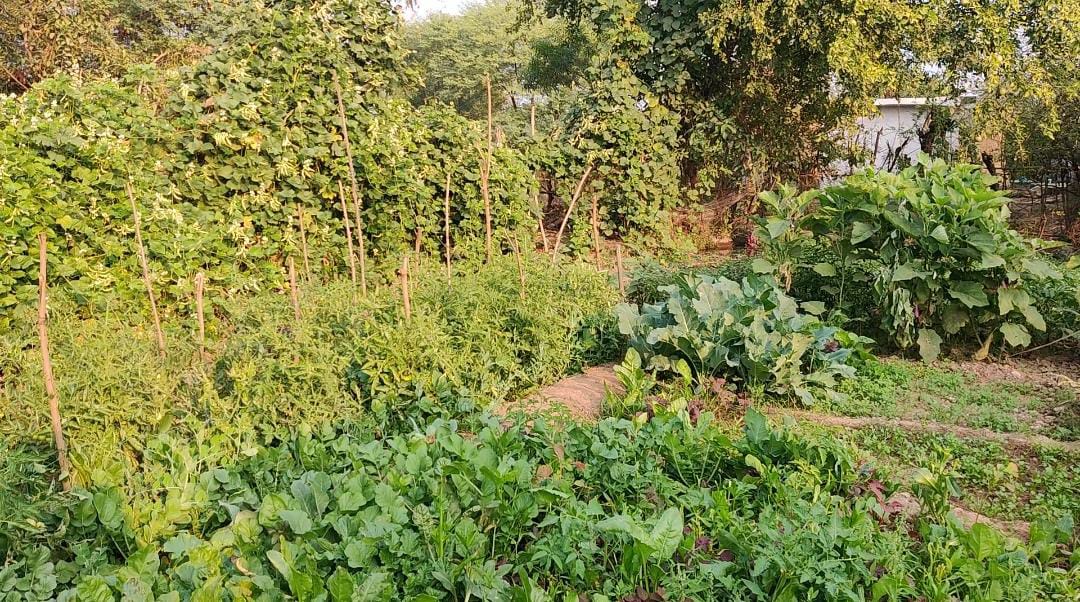 Green vegetables are being given under poshan Bari Scheme for freedom from malnutrition in bemetara