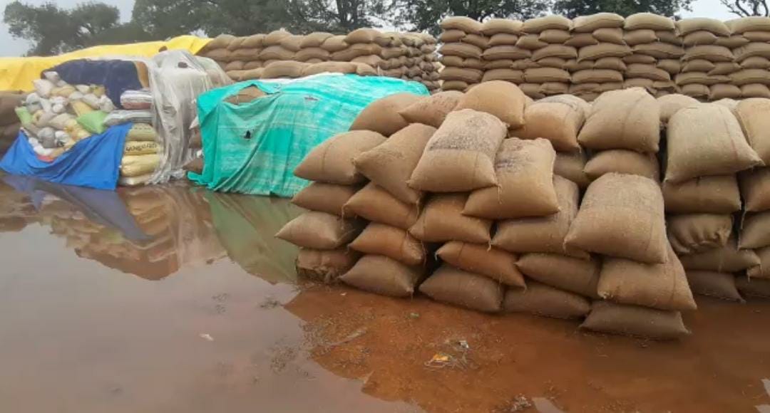 Paddy completely drenched due to rain in bemetara