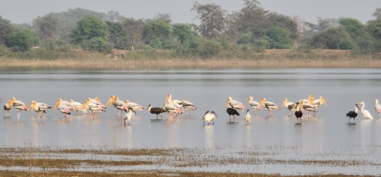 first bird festival of  Chhattisgarh will start from today in bemetara