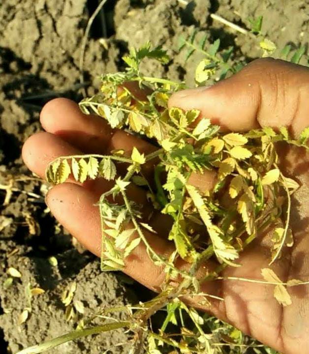 fungal wilt on gram crop