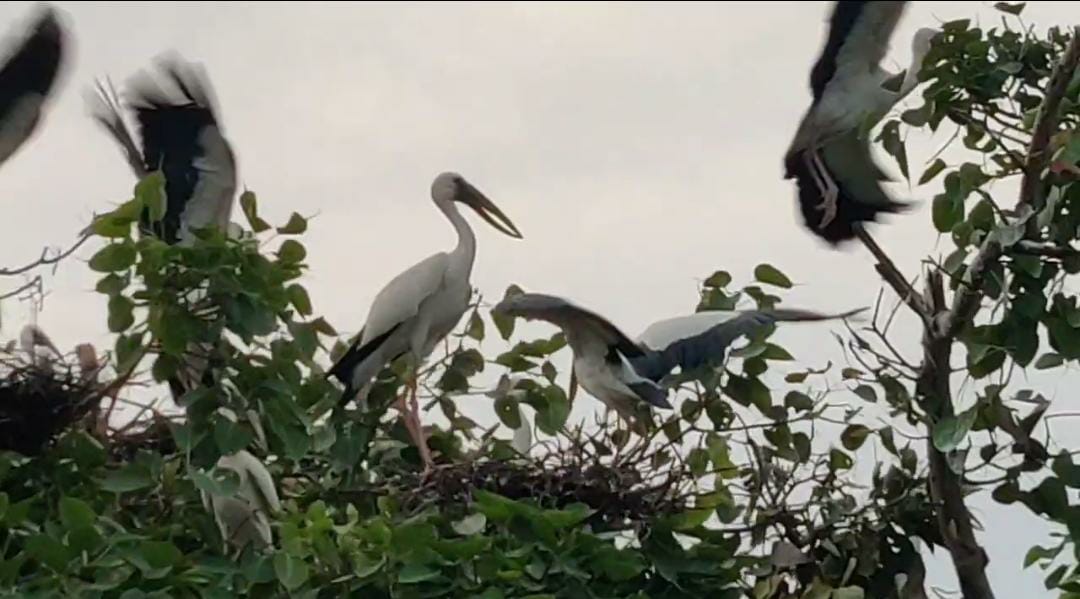 Exotic birds migrate from trees due to strong heat in Bemetra