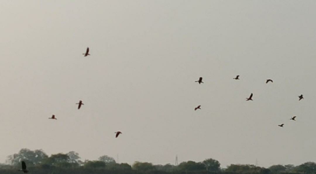 Exotic birds migrate from trees due to strong heat in Bemetra