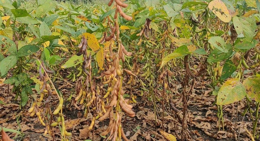 Soybean crop ruined due to natural disaster