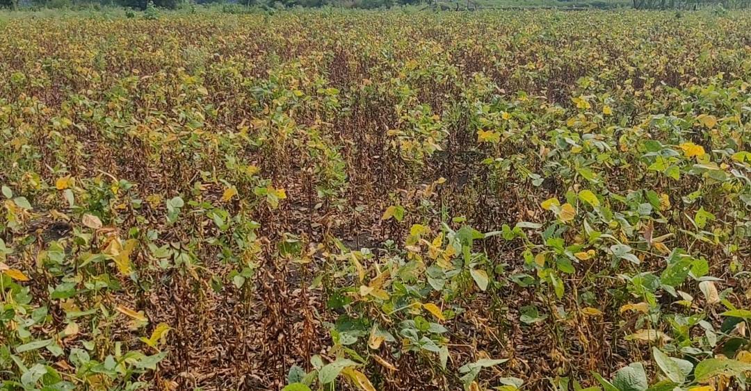 Soybean crop ruined due to natural disaster