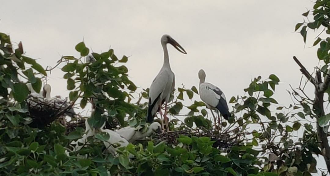 migratory birds land of bemetara