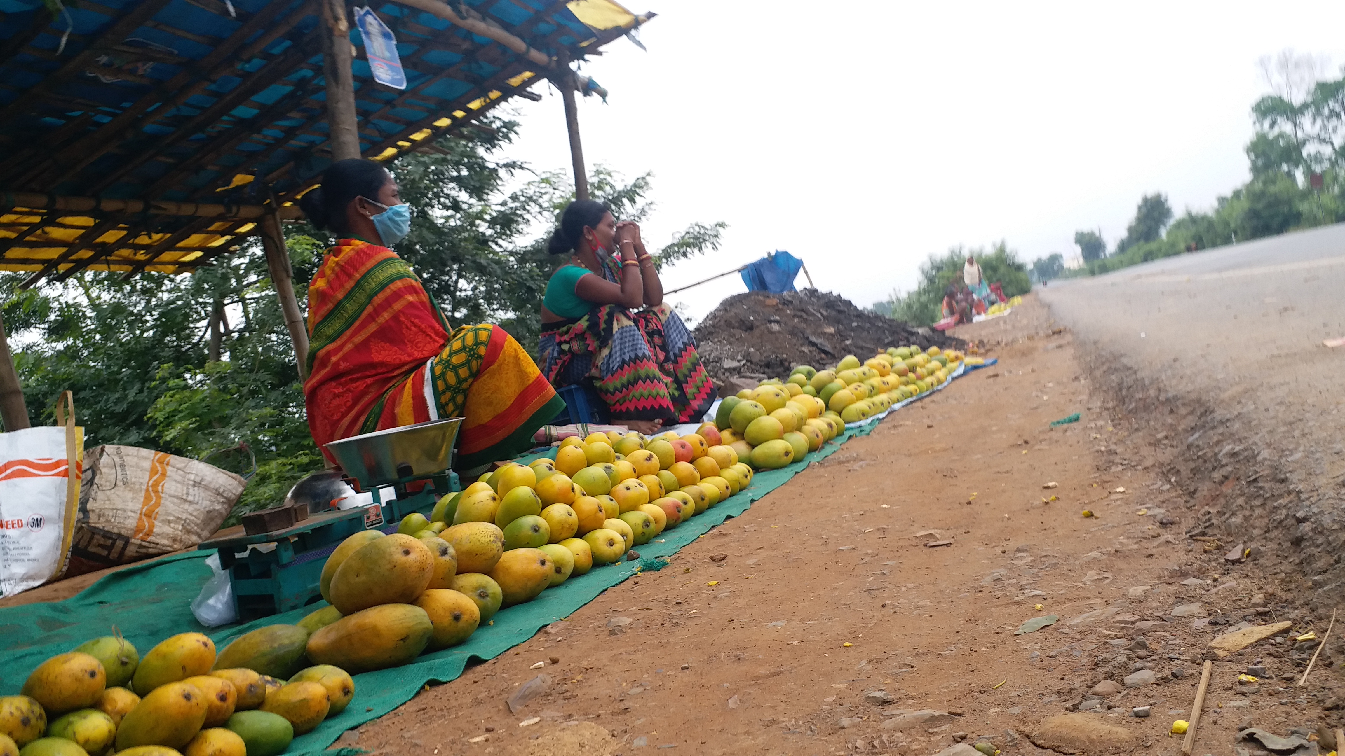 Chhattisgarh largest mango orchard is in Bastar