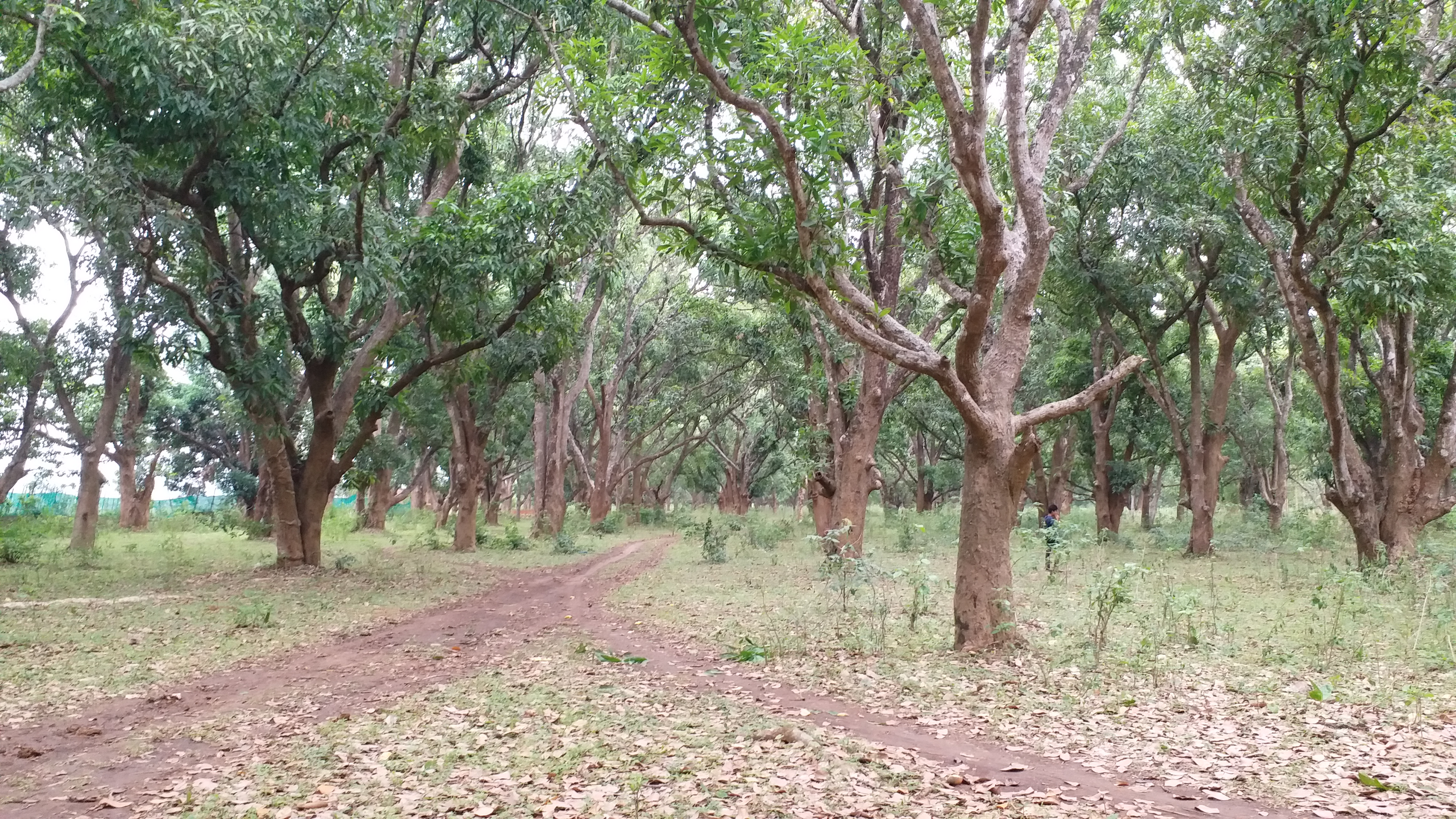 Chhattisgarh largest mango orchard is in Bastar