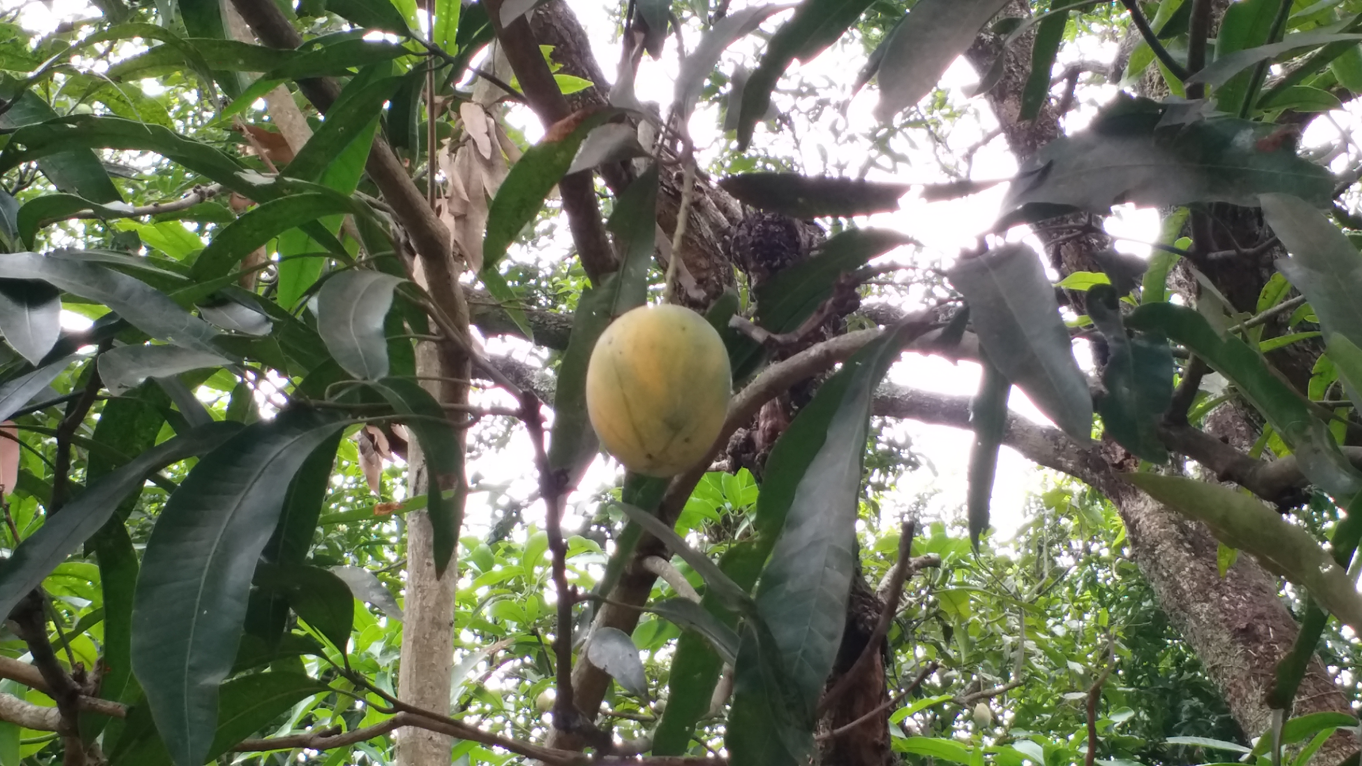 Chhattisgarh largest mango orchard is in Bastar