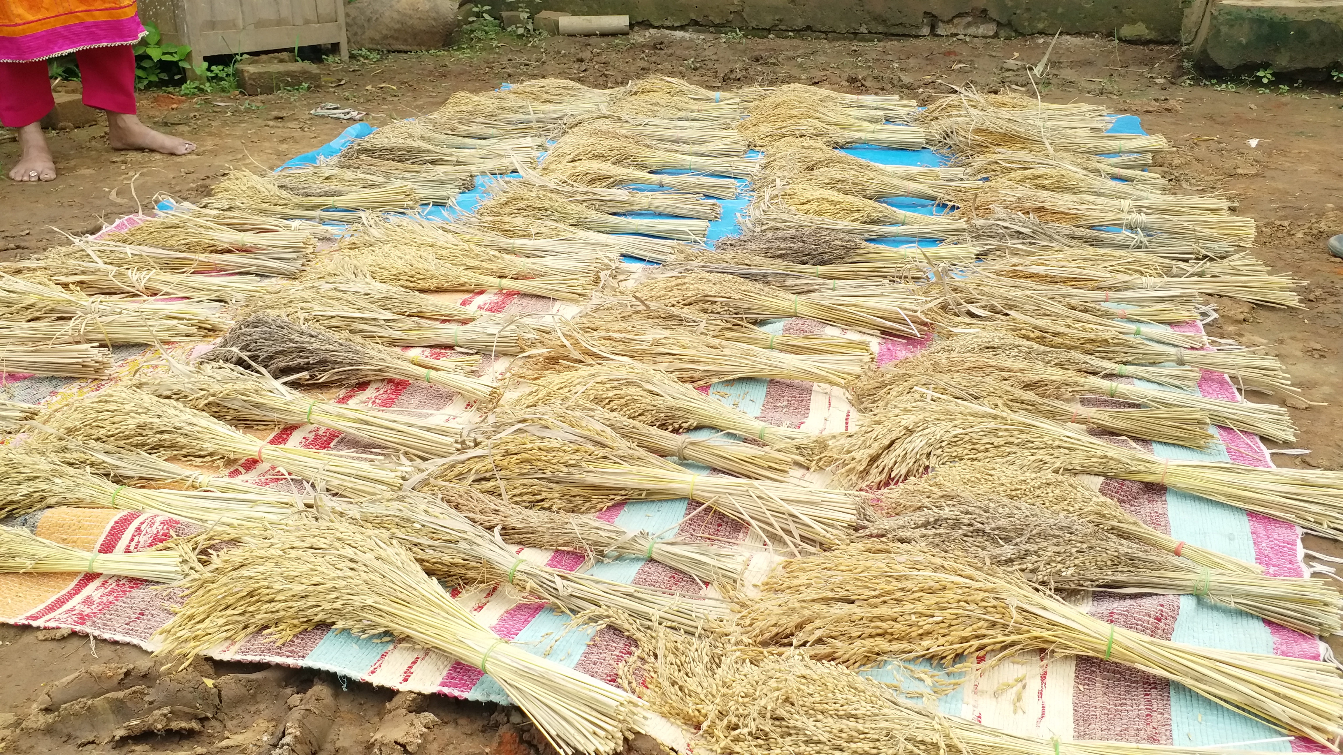 female-farmer-prabhati-bharat-preserved-three-hundred-species-of-paddy-in-bastar