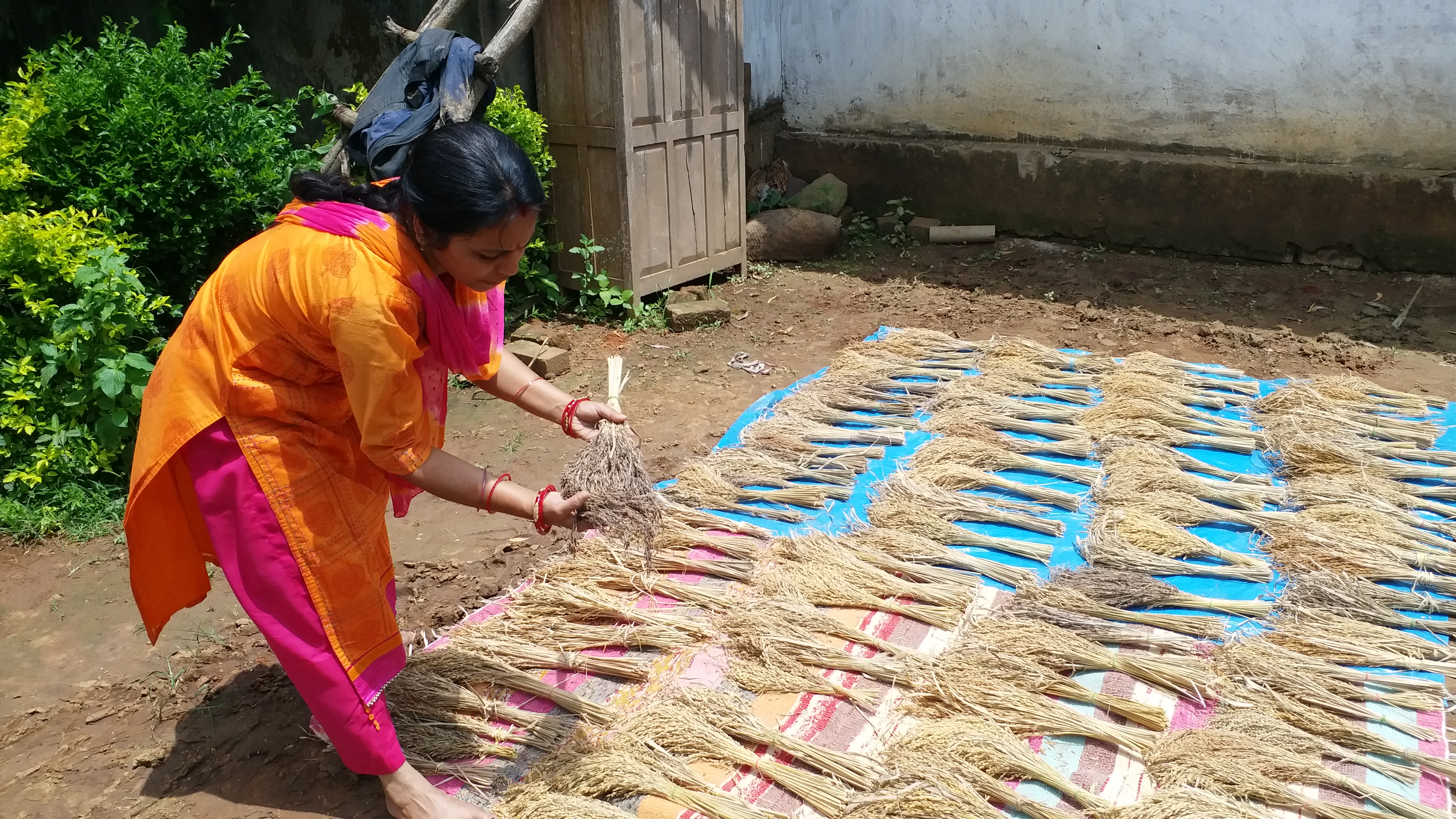 female-farmer-prabhati-bharat-preserved-three-hundred-species-of-paddy-in-bastar