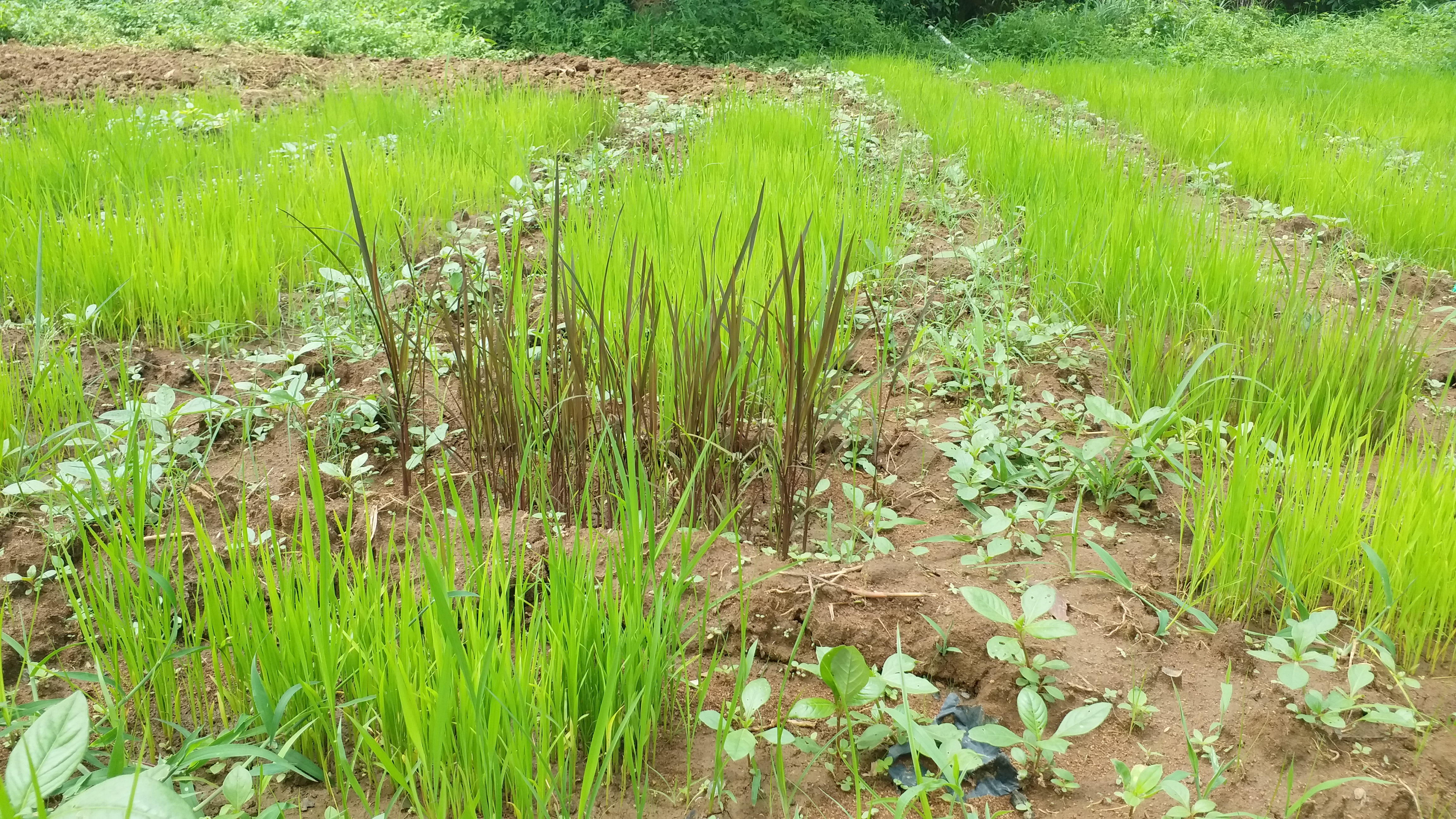 female-farmer-prabhati-bharat-preserved-three-hundred-species-of-paddy-in-bastar