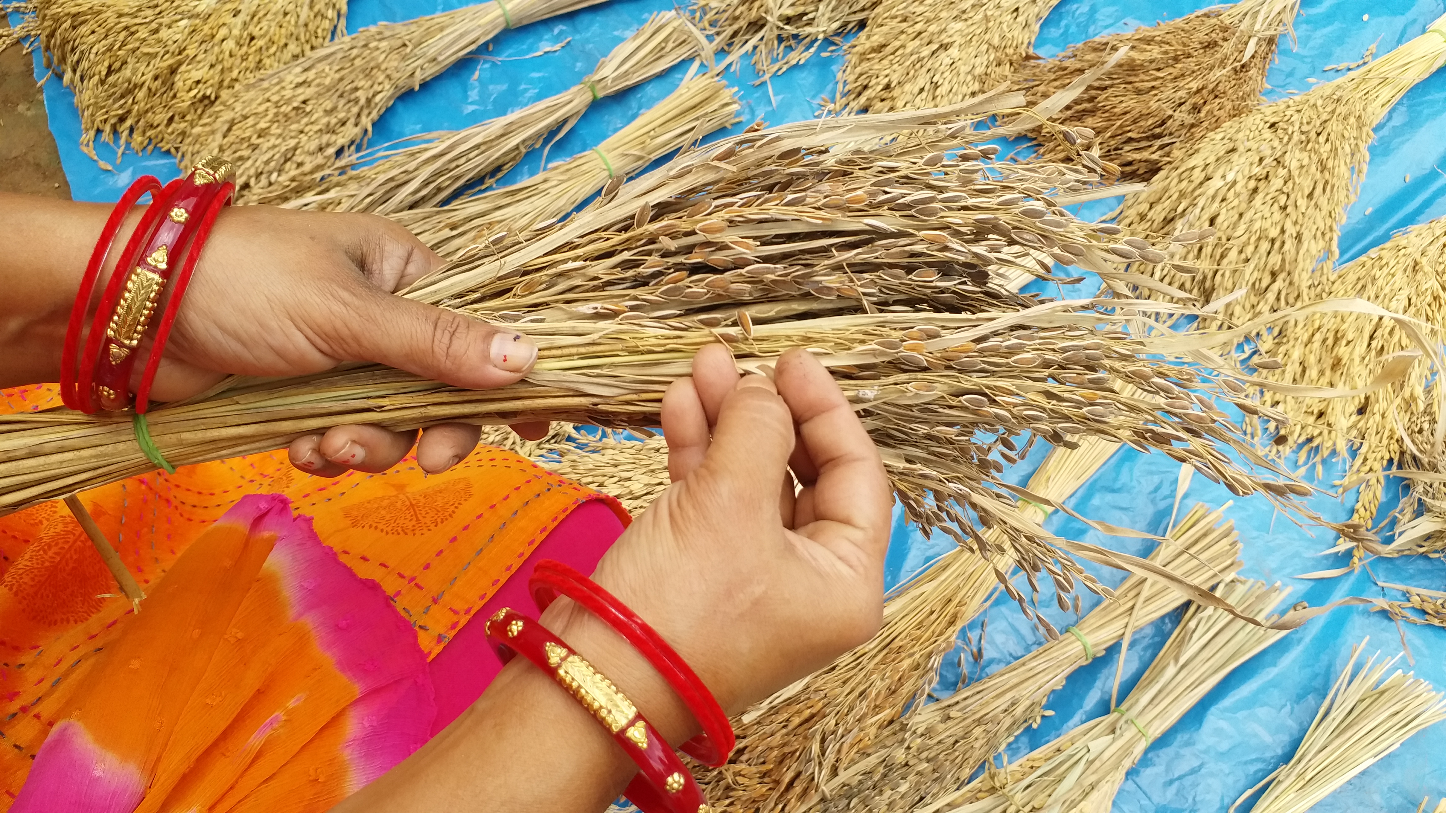 female-farmer-prabhati-bharat-preserved-three-hundred-species-of-paddy-in-bastar