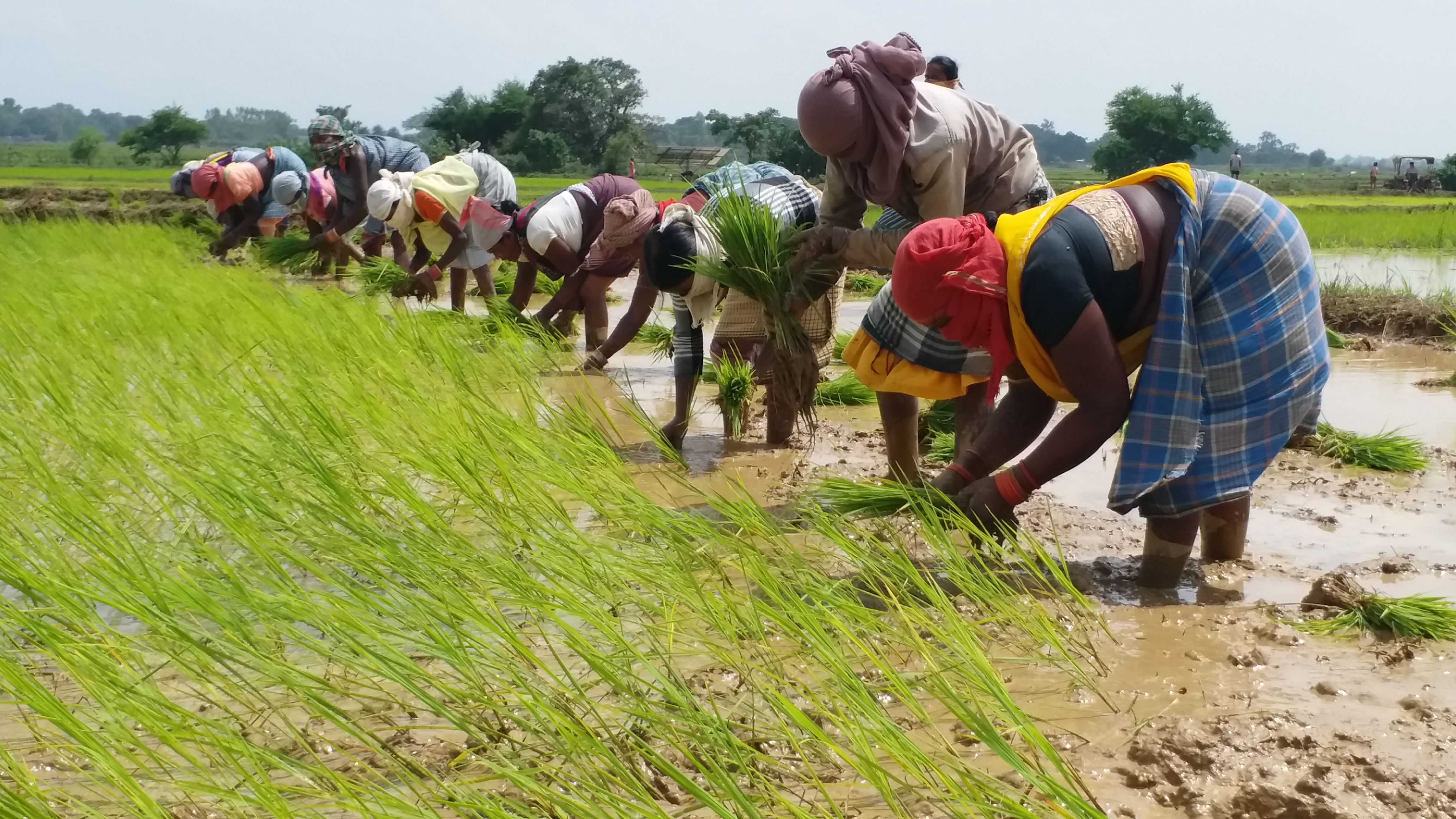 female-farmer-prabhati-bharat-preserved-three-hundred-species-of-paddy-in-bastar