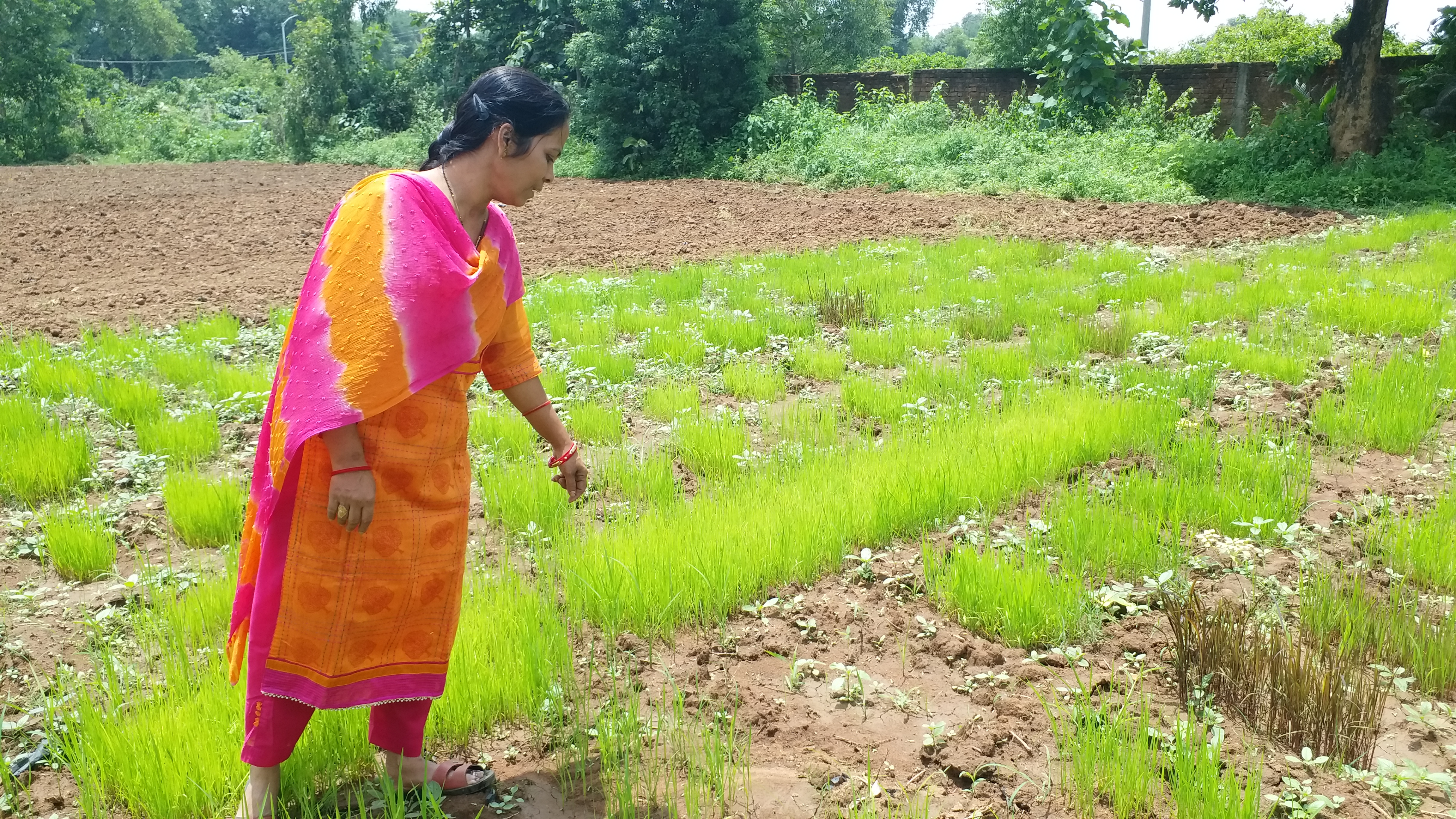 female-farmer-prabhati-bharat-preserved-three-hundred-species-of-paddy-in-bastar