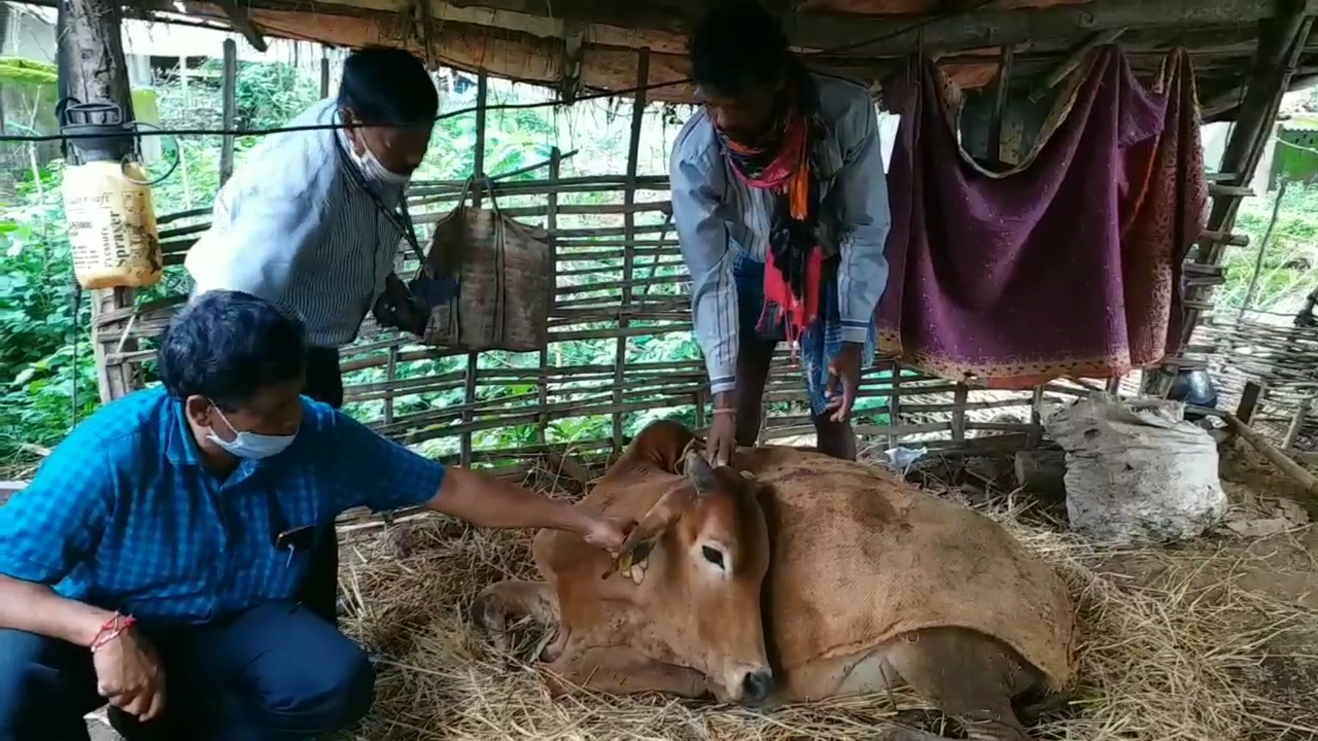 Doctors treating cattle