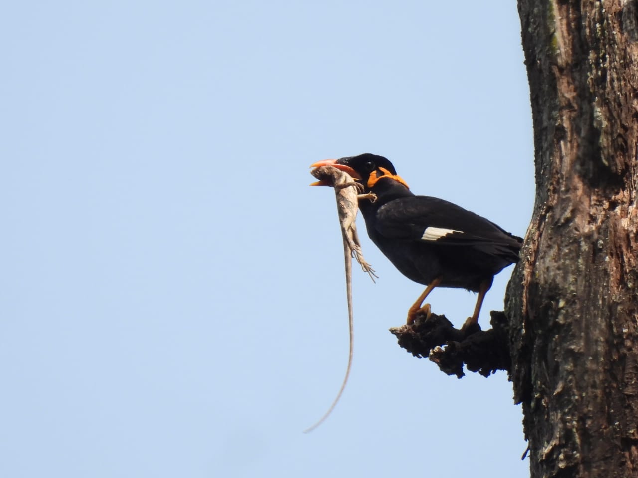 Pahadi Myna