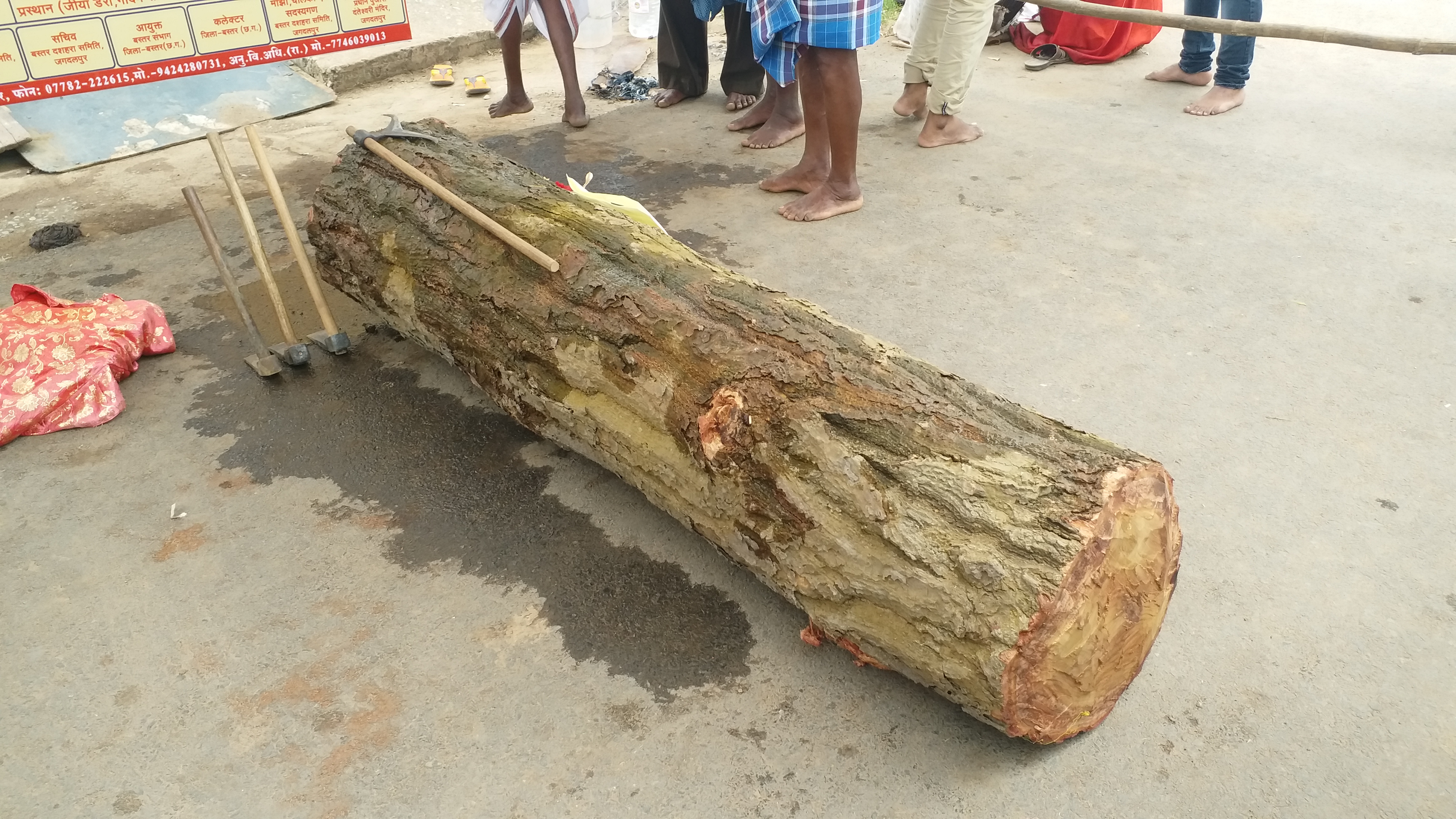 Sal wood log