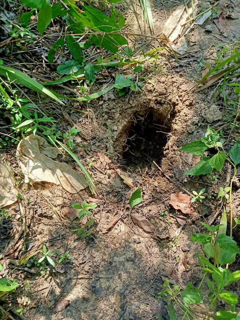 spike holes  planted by Naxalites in Dantewada recovered by jawans