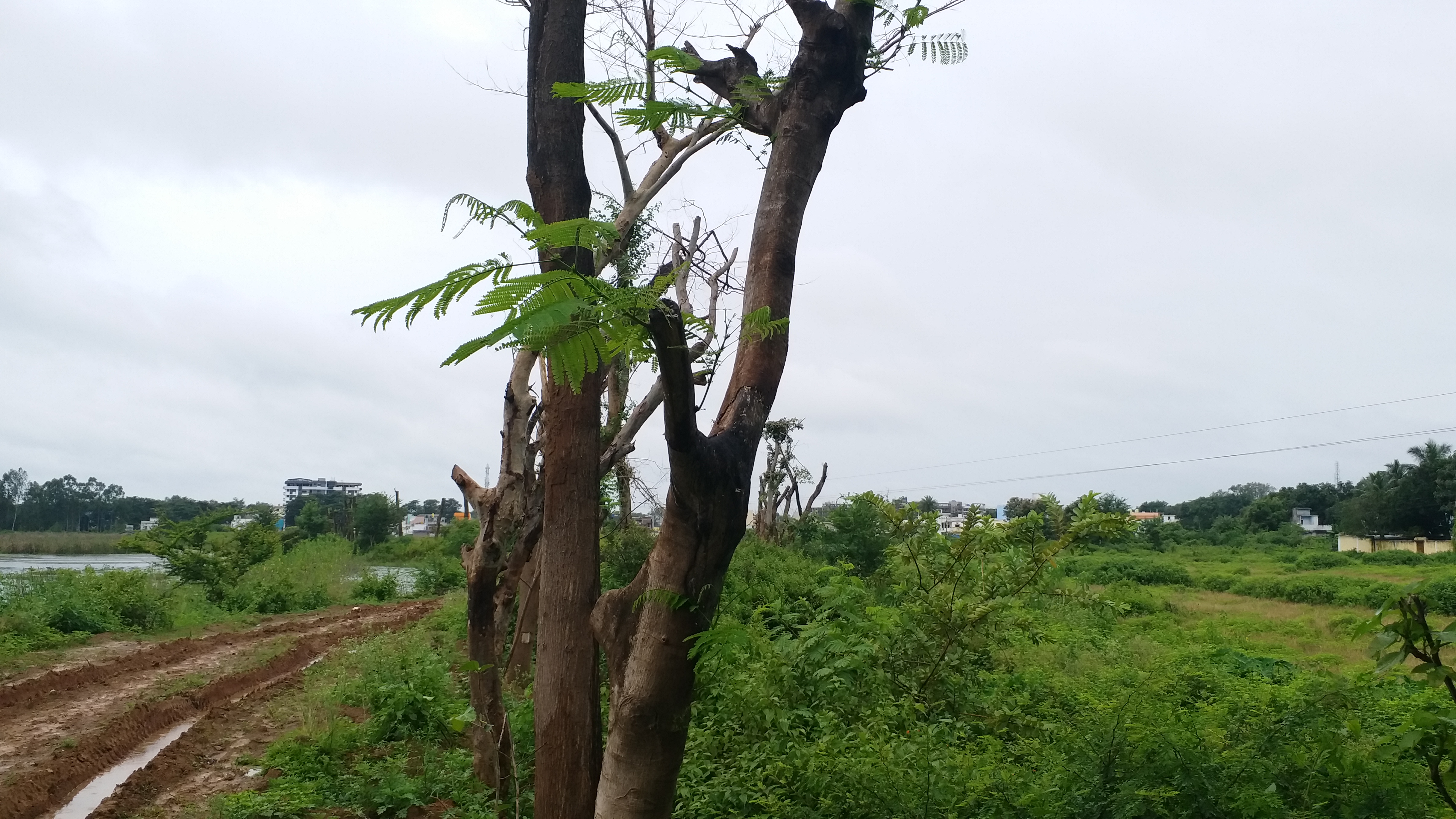 Greenery started appearing in shifted trees