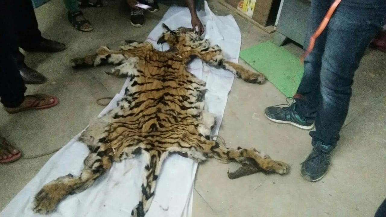 6 other accused arrested in tiger skin smuggling case in jagdalpur