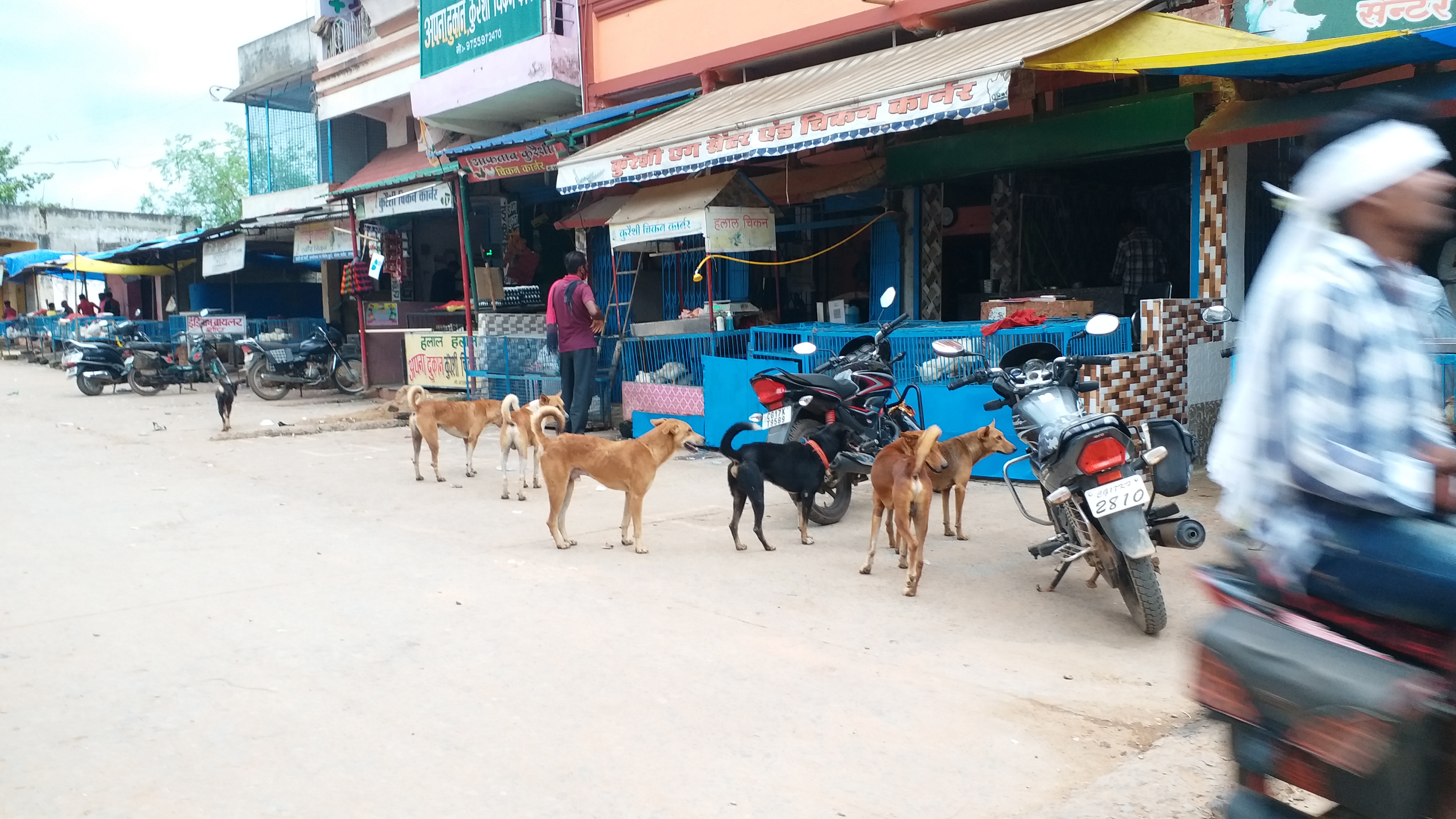 dogs in the market