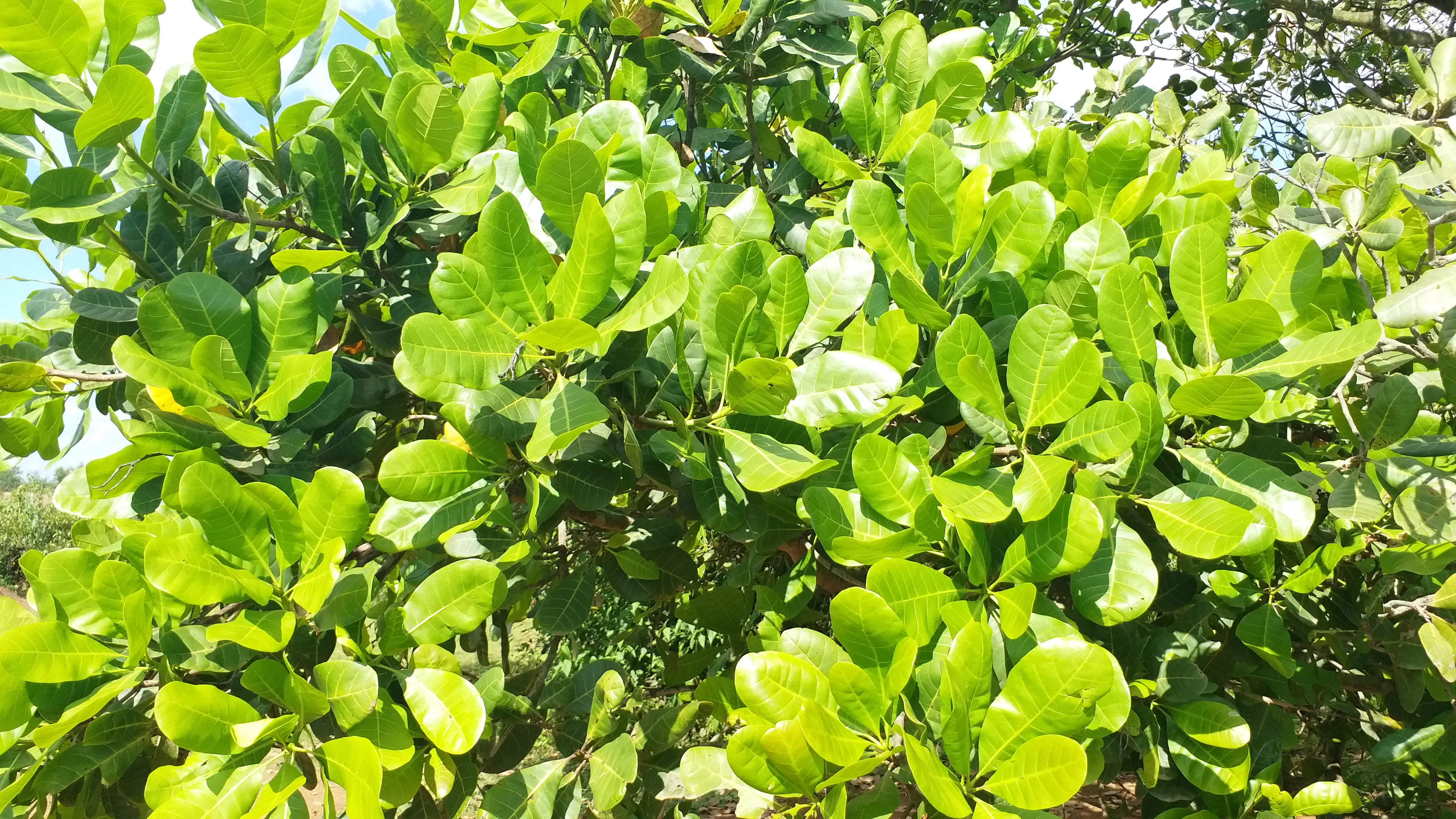 special cashewnut farming in BASTAR