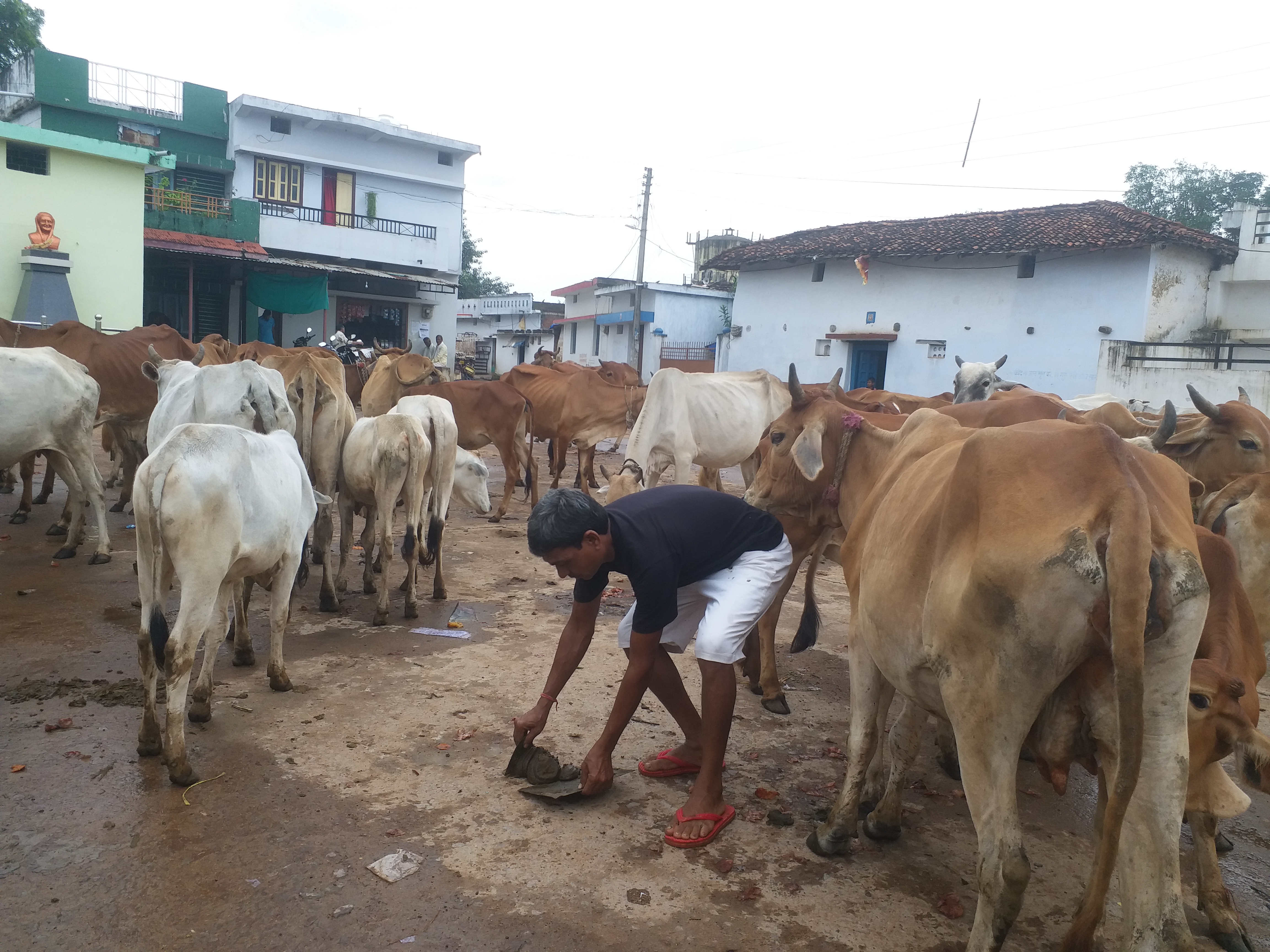 youth made cow dung a source of income