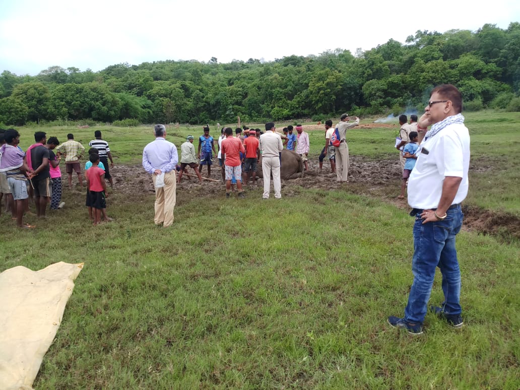 elephant death in dhamtari