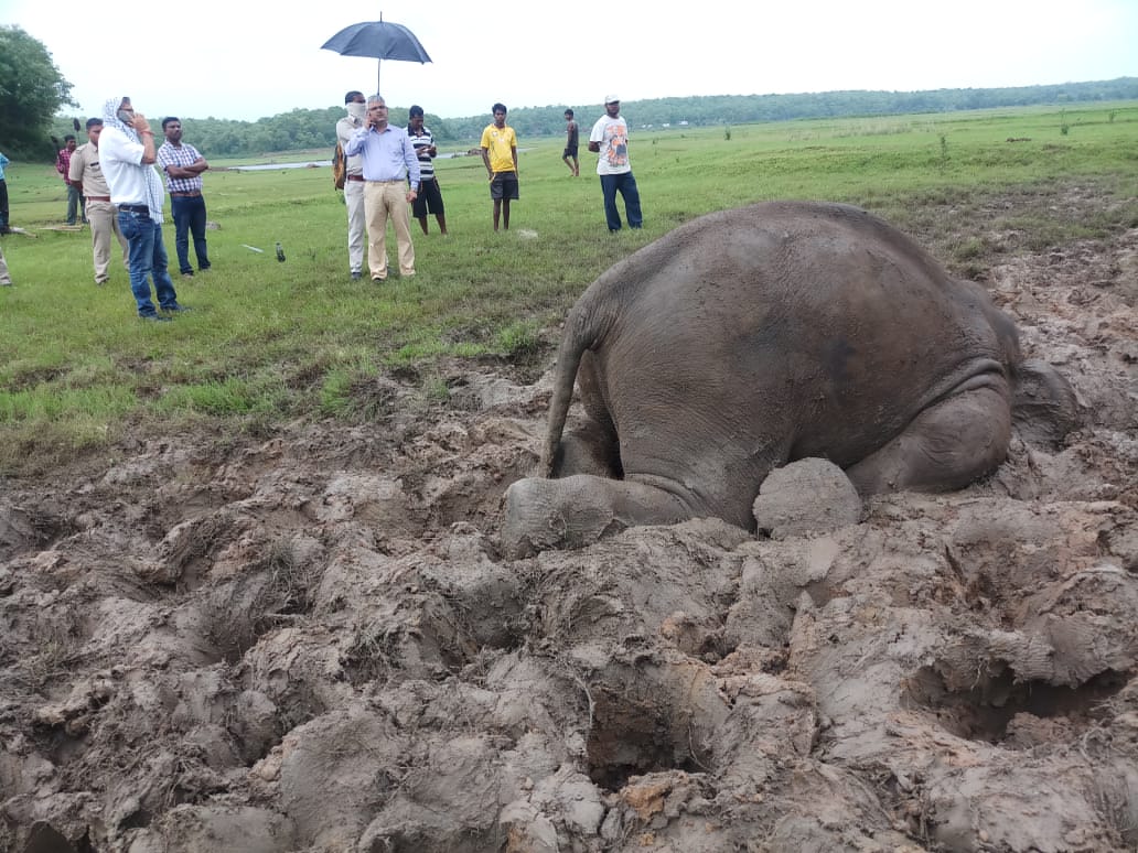 little-elephant-dies-in-dhamtari