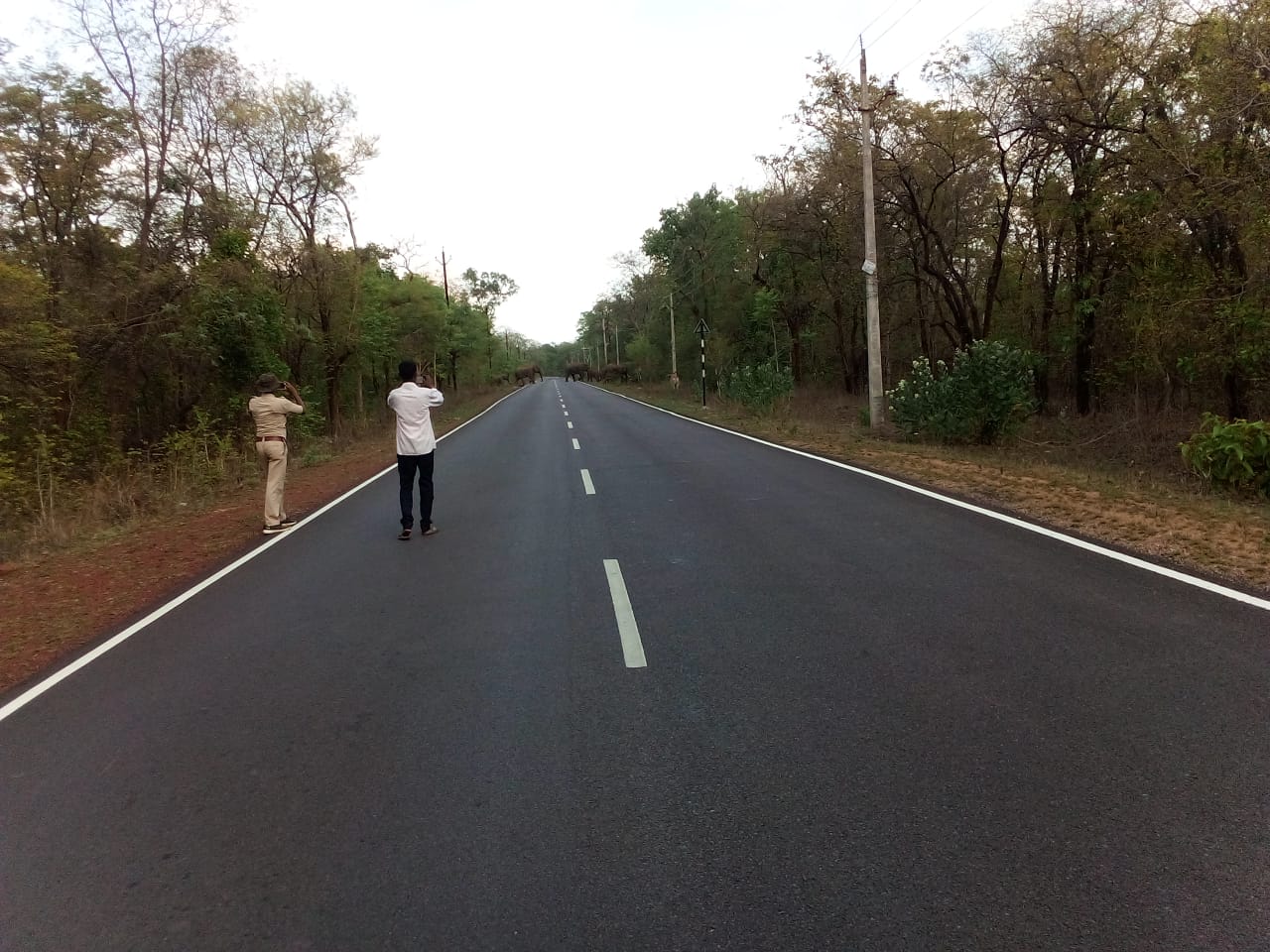 21 elephants roaming the jungles dhamtari