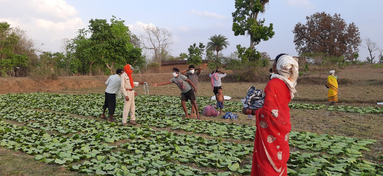 Tendu leaf plucking started in dhamtari