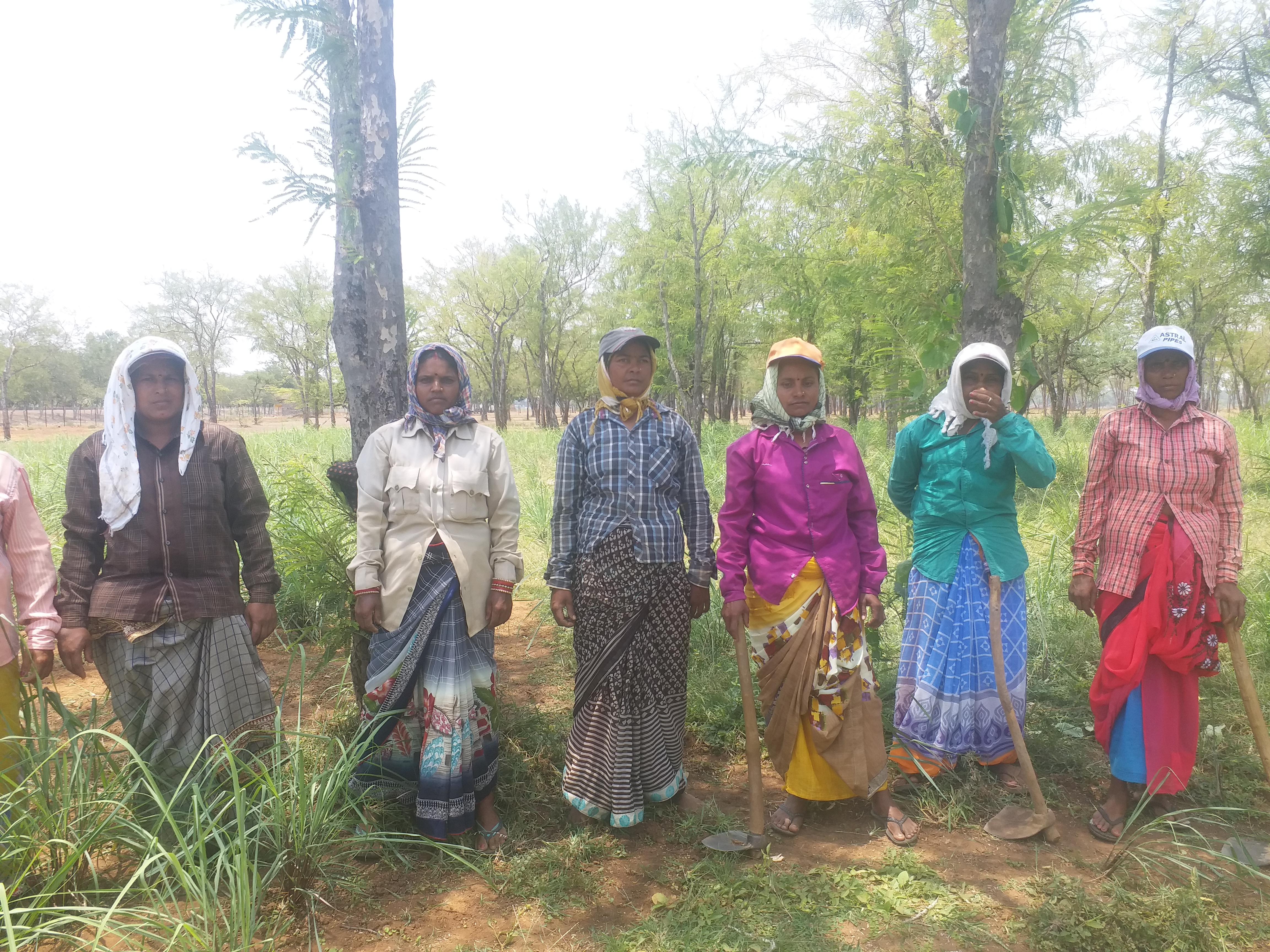 lady famers are becoming self dependent by growing lemon grass in dhamtari