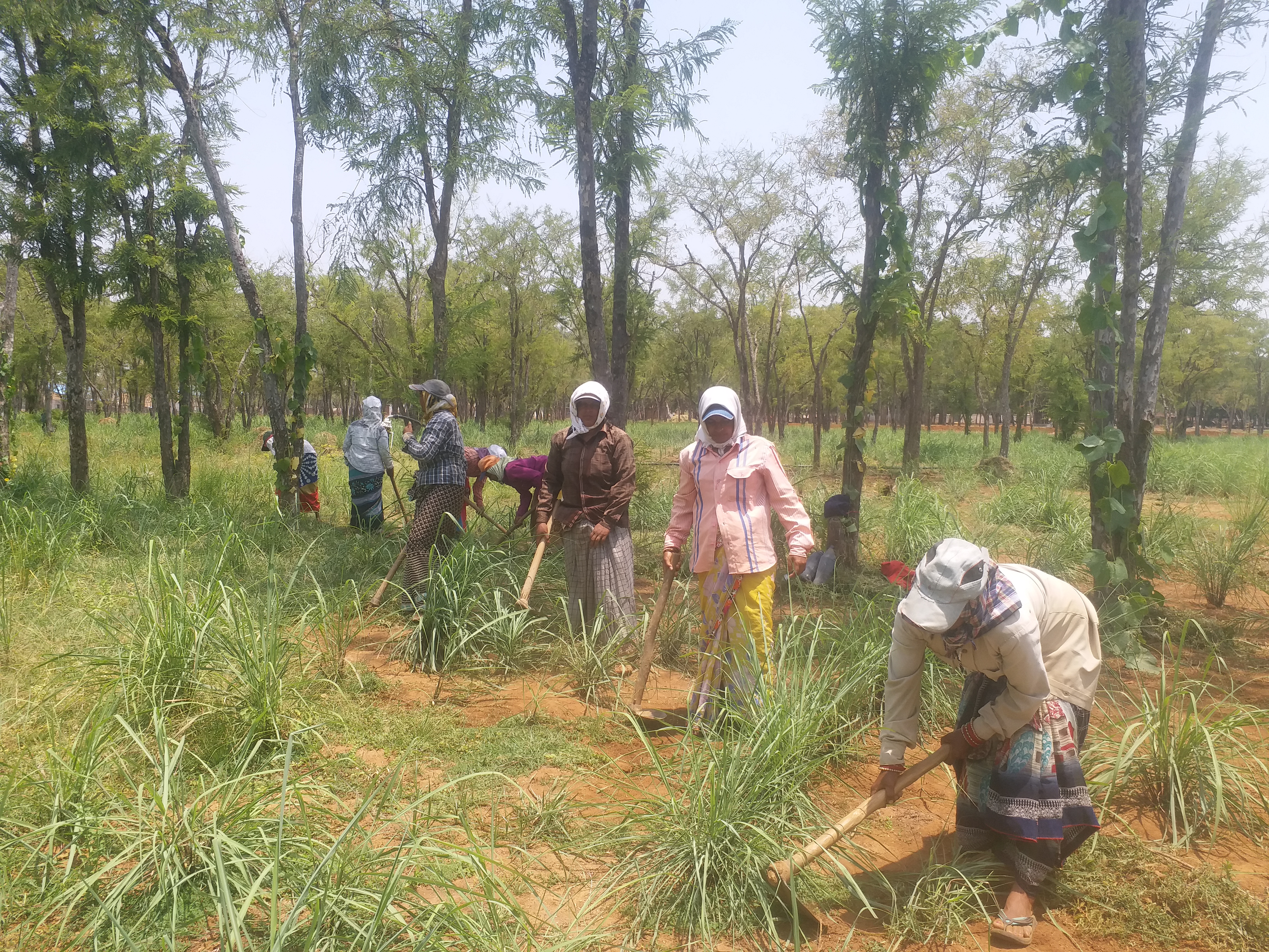 lady famers are becoming self dependent by growing lemon grass in dhamtari