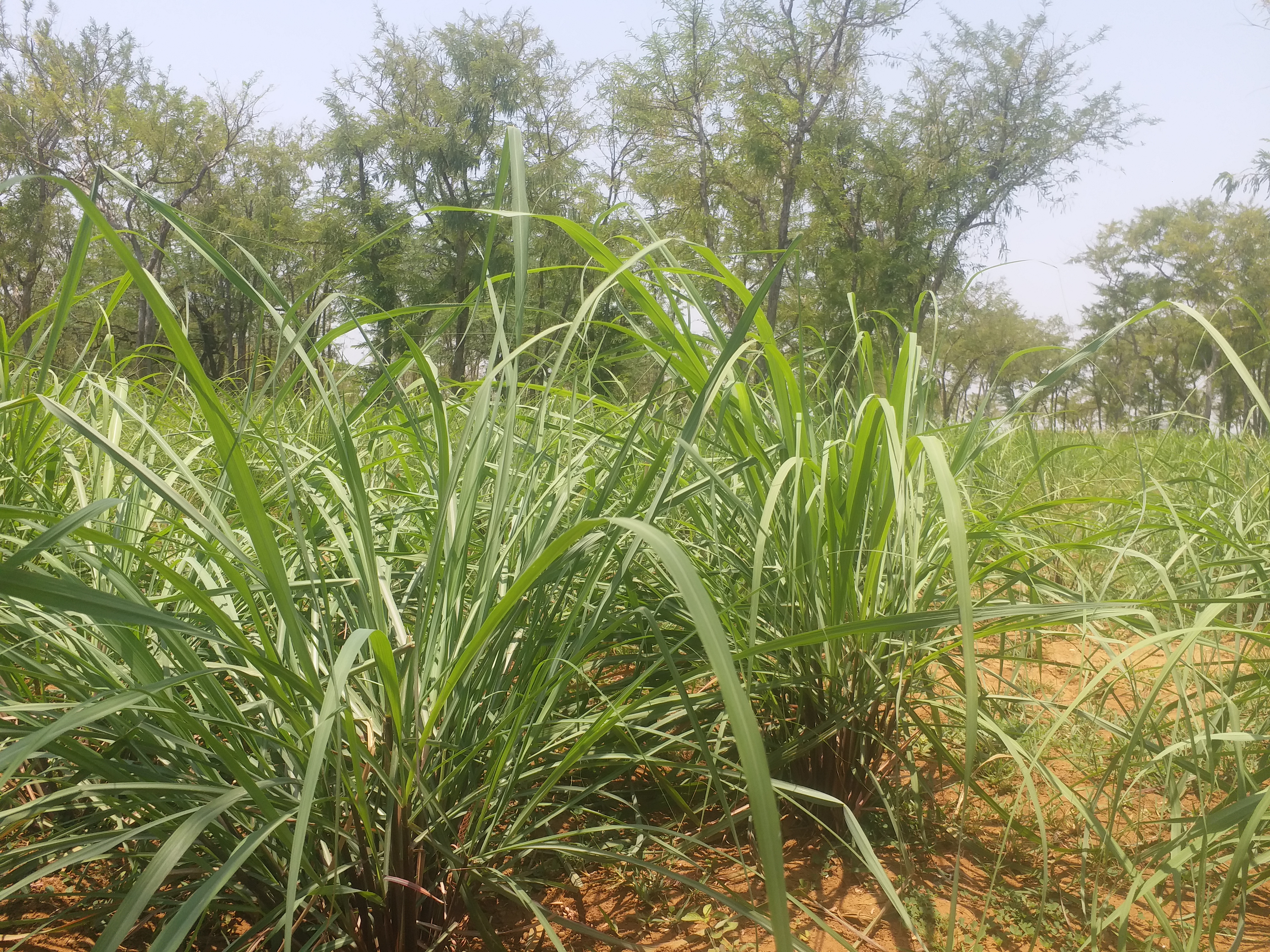 lady famers are becoming self dependent by growing lemon grass in dhamtari