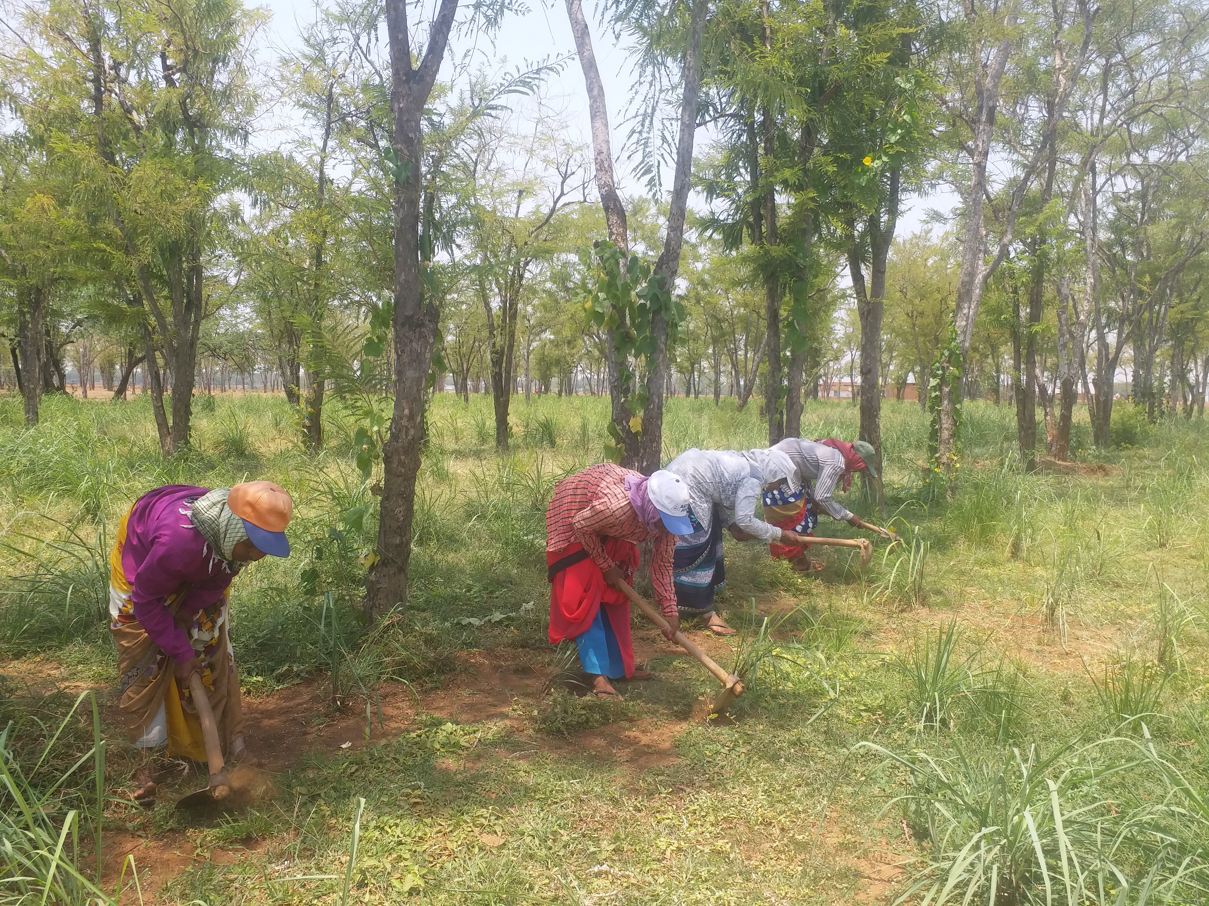 lady famers are becoming self dependent by growing lemon grass in dhamtari