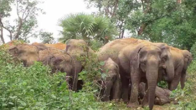 terror of elephants