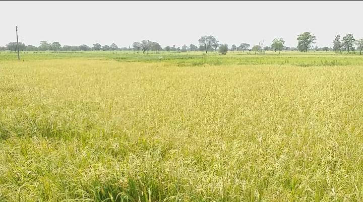 Crop wasted due to hail and rain in dhamtari