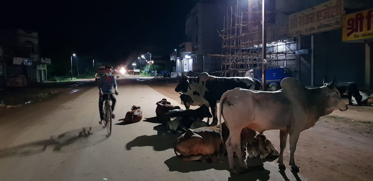 Due to negligence of municipal corporation crowd of cattle on road in dhamtari