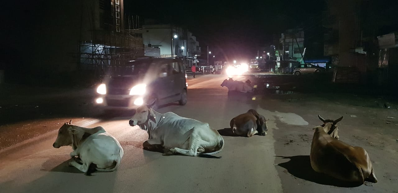 Due to negligence of municipal corporation crowd of cattle on road in dhamtari