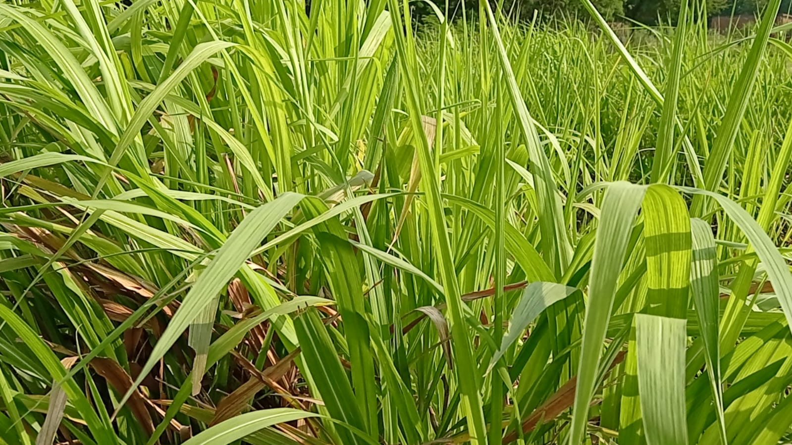 Napier grass in Gauthans of dhamtari