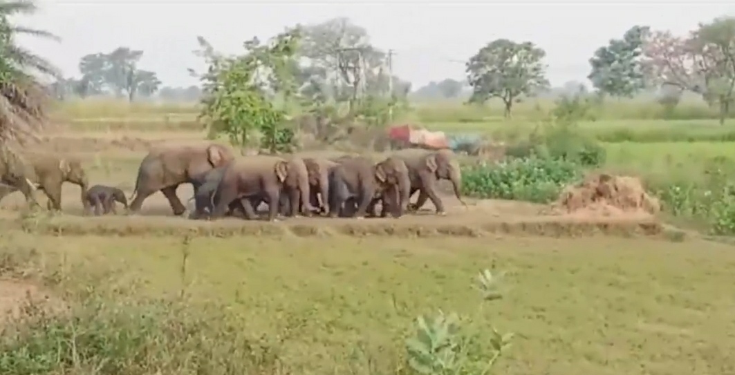 in-villages-of-dhamtari-making-of-mahua-liquor-has-stopped-due-to-fear-of-elephants